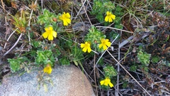 Euphrasia cockayneana