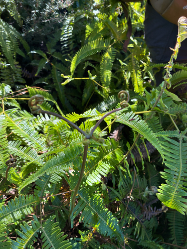Dicranopteris linearis observed 2026-01-27