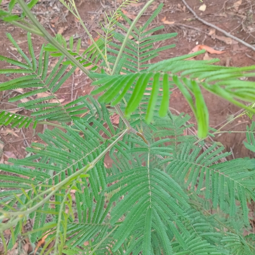 black wattle