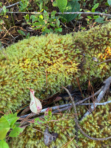 Pyrrhobryum spiniforme observed 2026-01-27