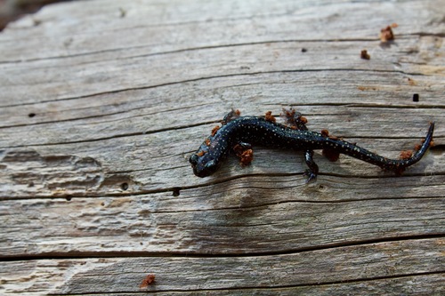 Southeastern Slimy Salamander, Plethodon grobmani