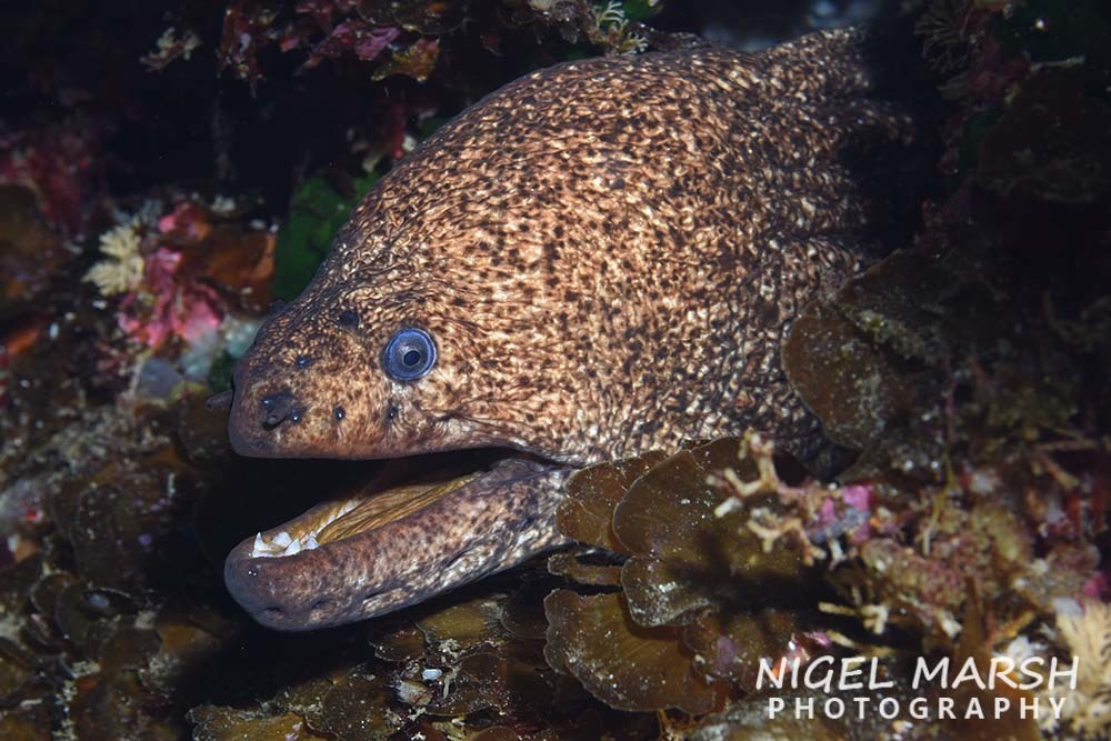 Low Fin Moray