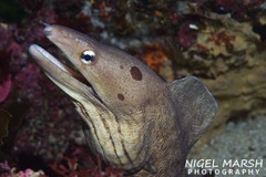 Gymnothorax nubilus