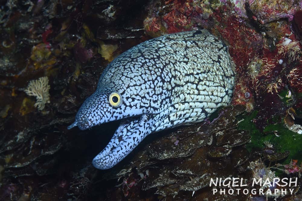 Berndt's Moray