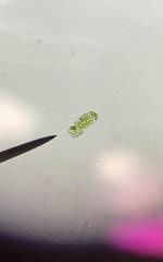 Scenedesmaceae