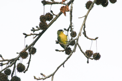 Spinus psaltria