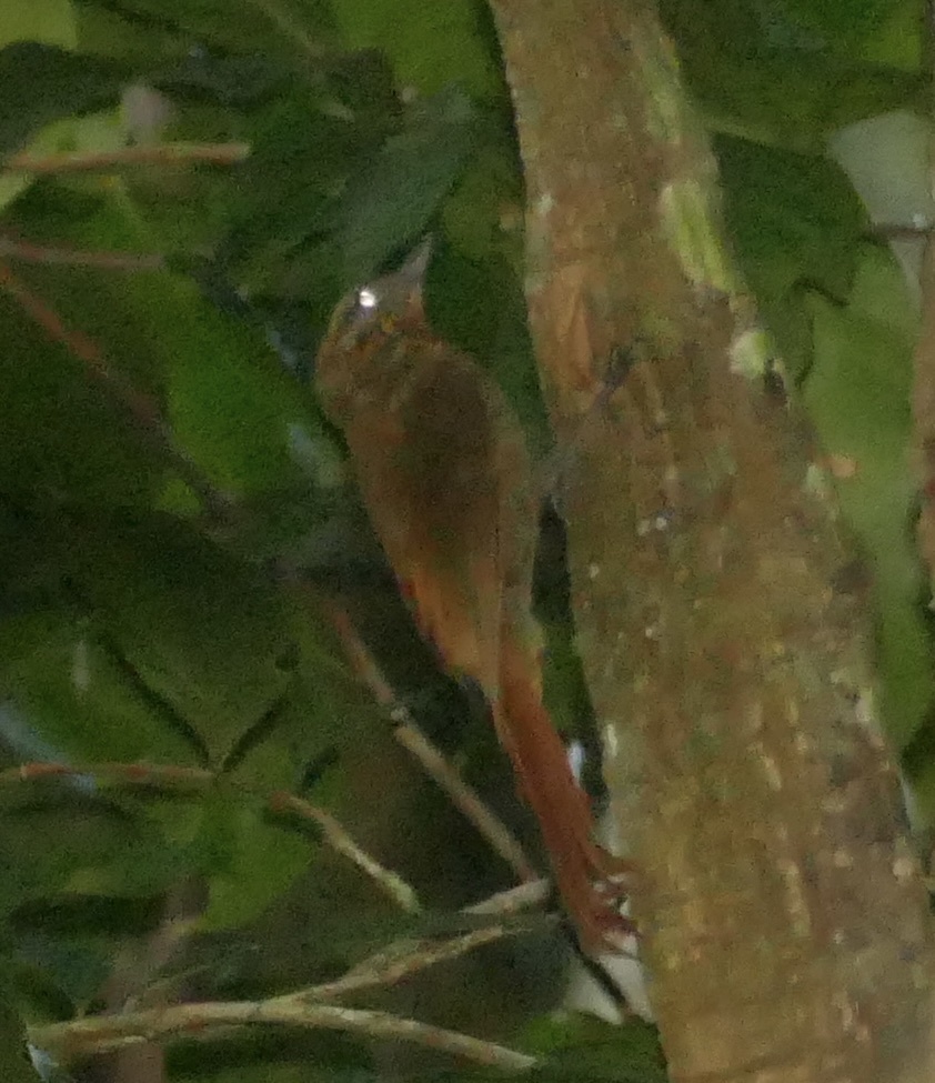 Wedge-billed Woodcreeper (Glyphorynchus spirurus), photo 3