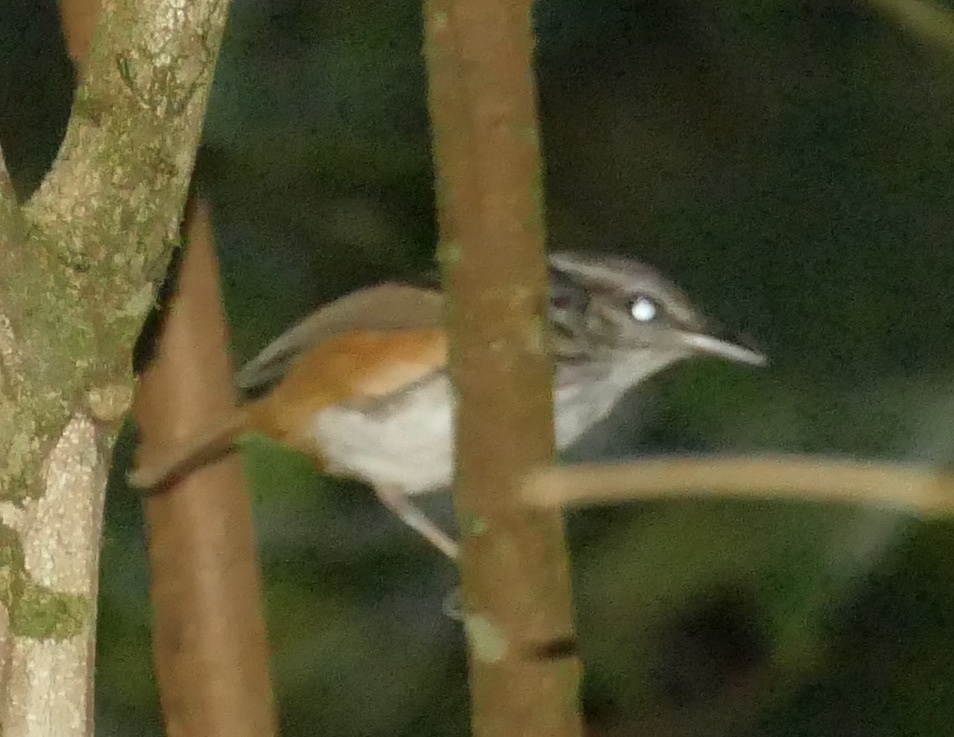Guianan Warbling Antbird (Hypocnemis cantator), photo 4