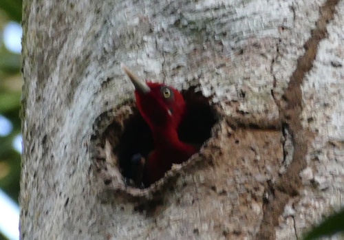 Red-necked Woodpecker (Campephilus rubricollis)