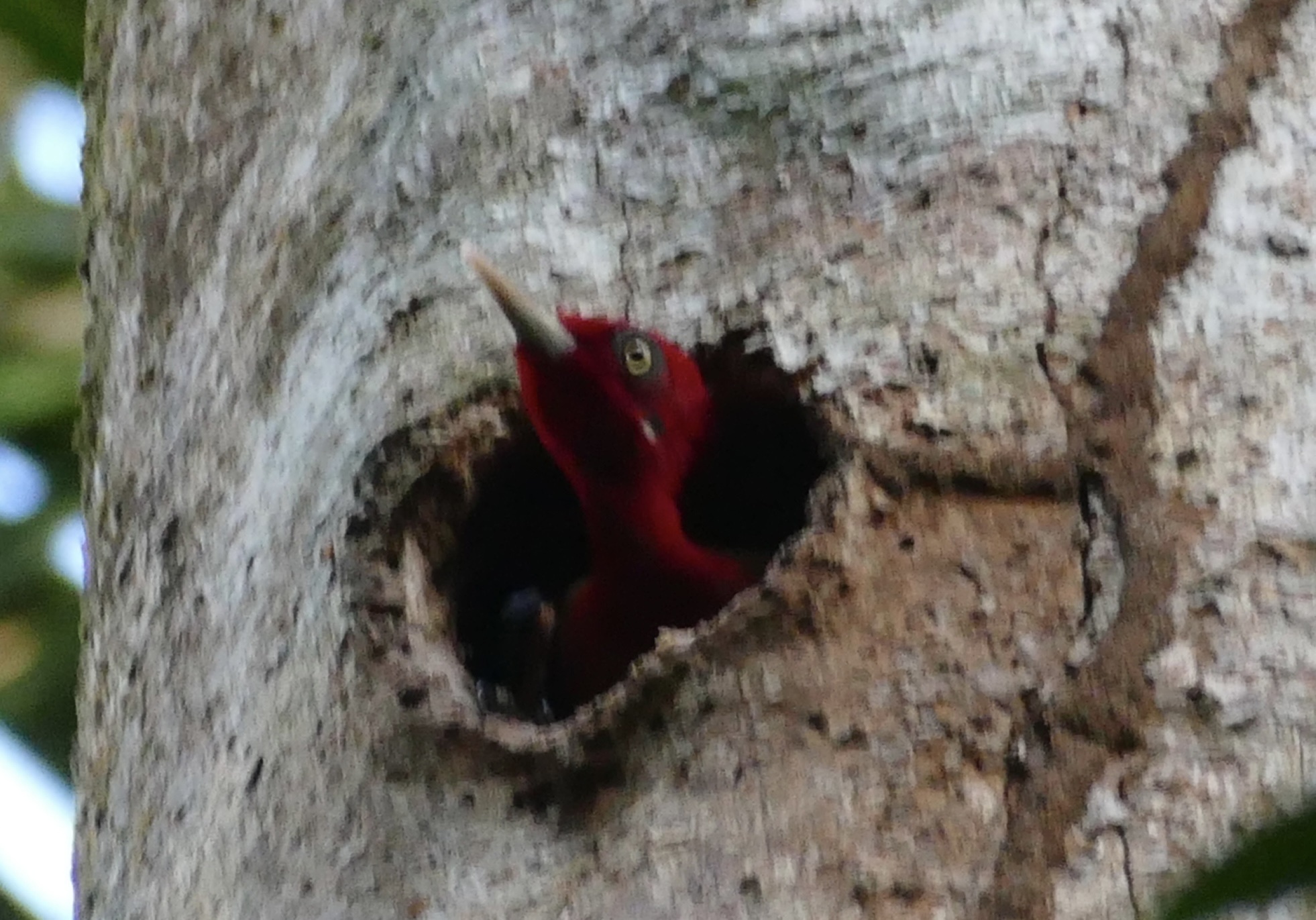 Red-necked Woodpecker (Campephilus rubricollis), photo 1