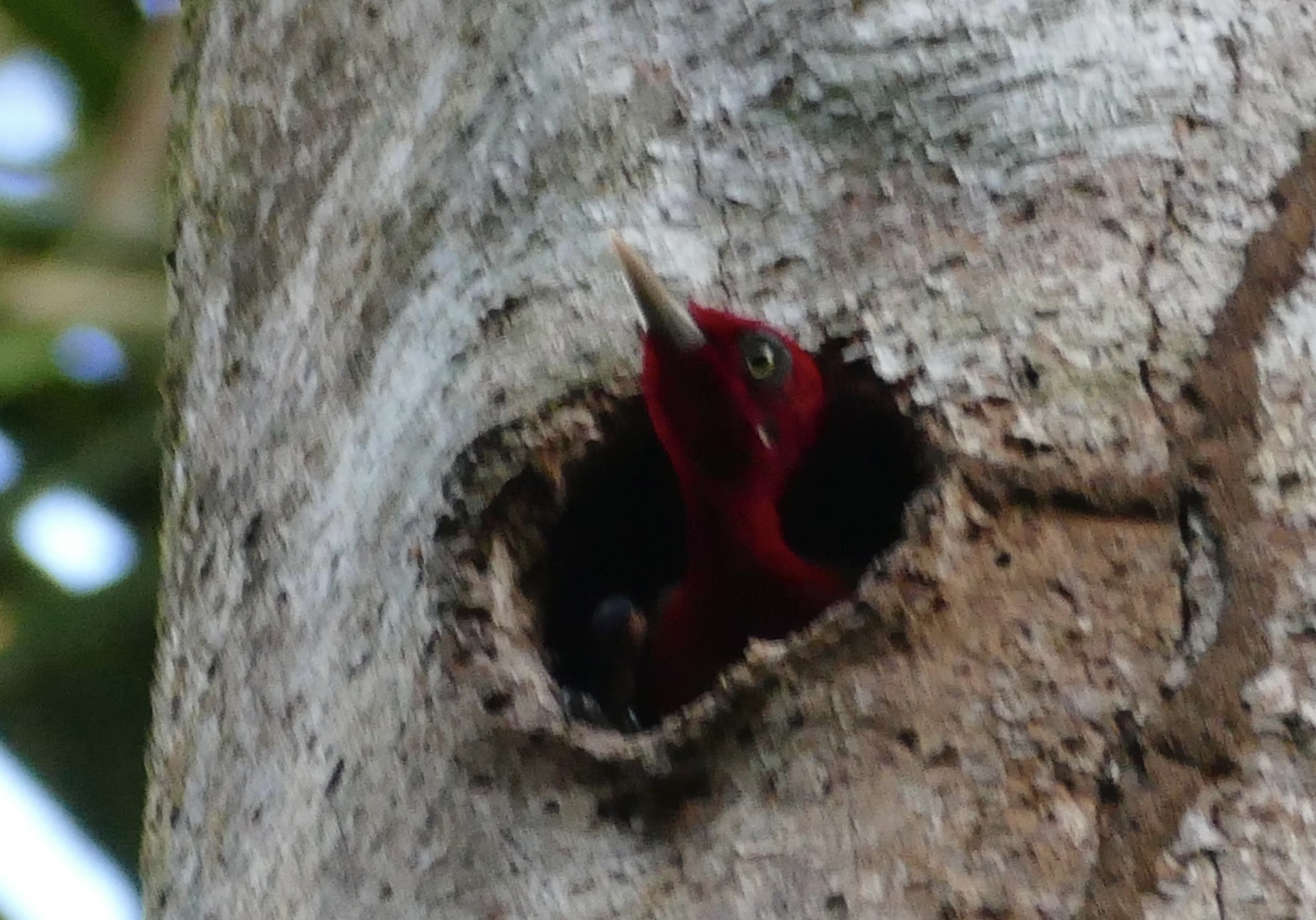 Red-necked Woodpecker (Campephilus rubricollis), photo 2