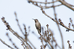 Calypte anna