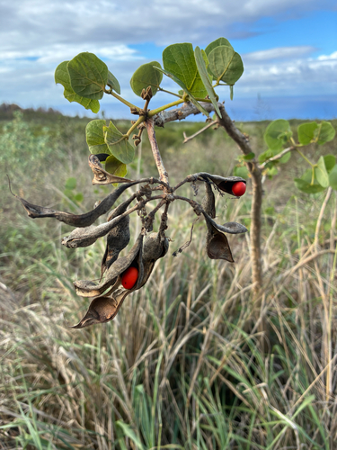 Erythrina sandwicensis observed 2026-01-12