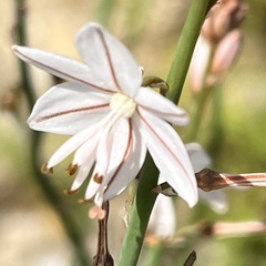 Hollow Asphodel (Asphodelus fistulosus)