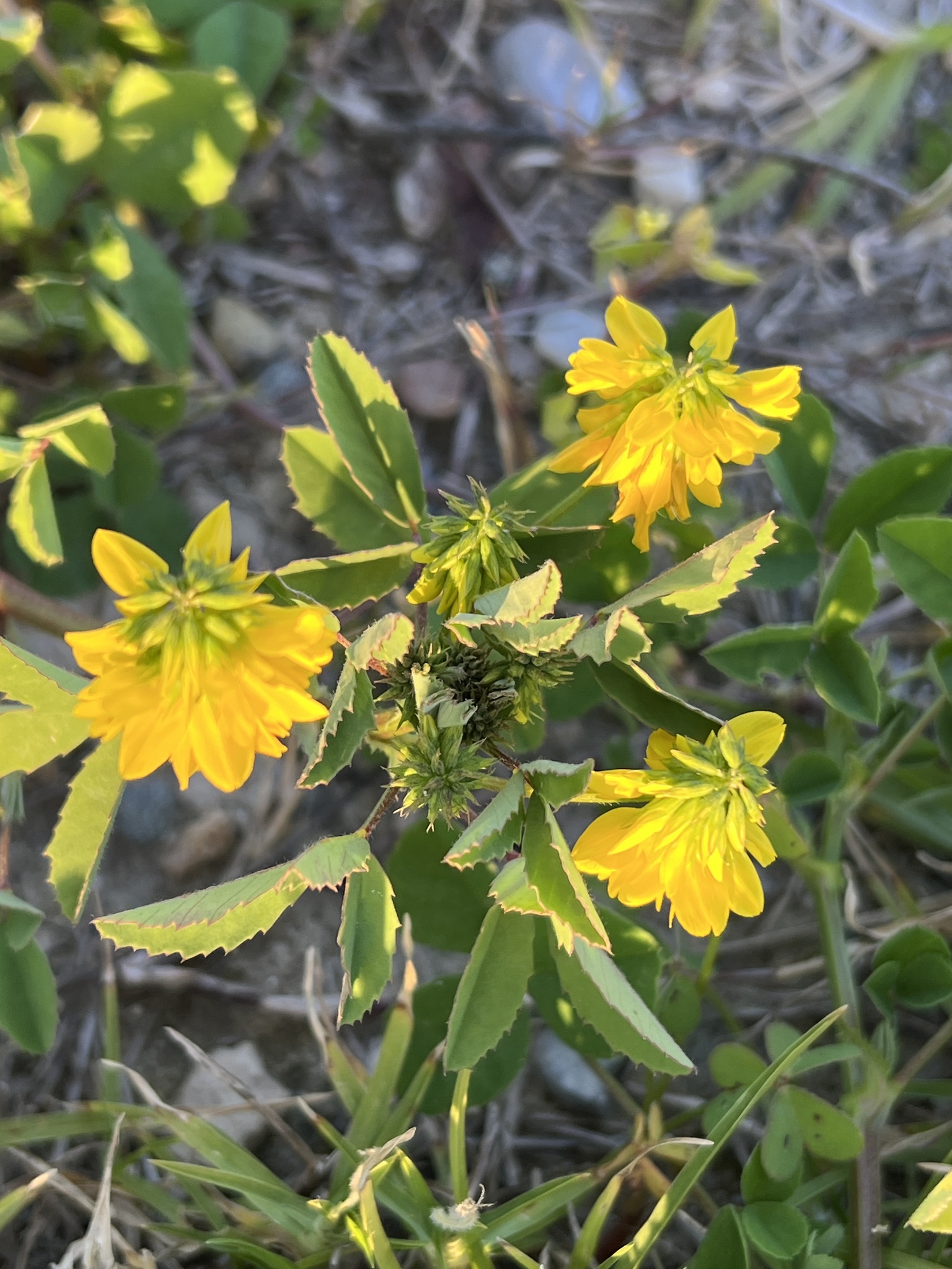 Cultivated Fenugreek (Trigonella balansae)
