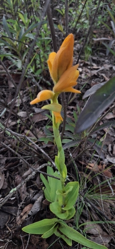 Two-toned Orange Orchid (Dichromanthus aurantiacus)