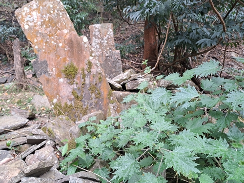 Japanese Nettle (Urtica thunbergiana)