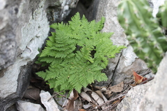 Cheilanthes leucopoda