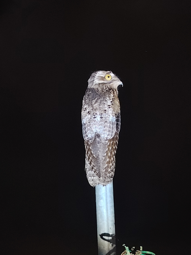 Northern Potoo in March 2026 by Beto Belin · iNaturalist