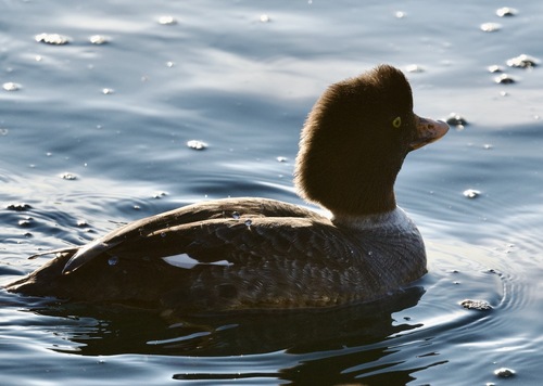 Barrow's Goldeneye
