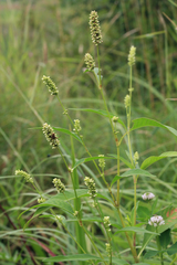 Persicaria tomentosa
