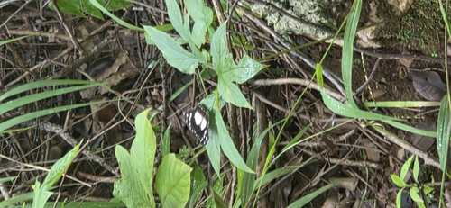 Forest Glade Nymph