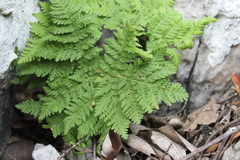 Cheilanthes leucopoda