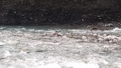 Hymenolaimus malacorhynchos