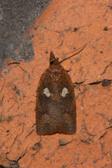 Planotortrix excessana