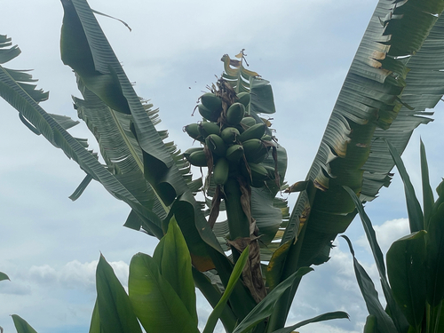 Musa troglodytarum observed 2026-01-29