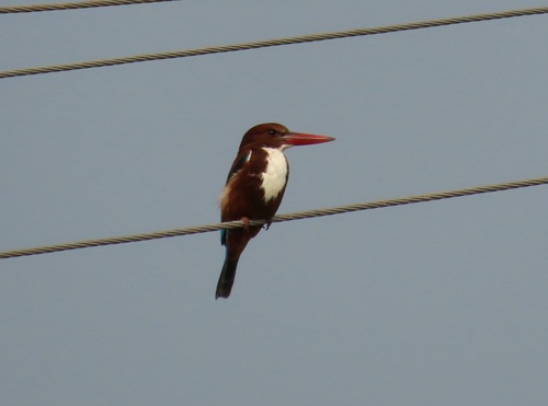 White-throated Kingfisher