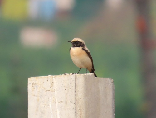 Desert Wheatear