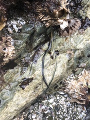 Emplectonema gracile
