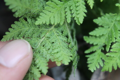 Cheilanthes leucopoda