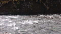 Hymenolaimus malacorhynchos