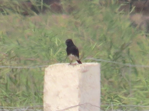 Pied Bushchat