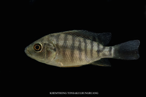 Nile Tilapia