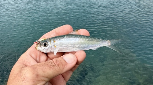 Herklotsichthys quadrimaculatus observed 2026-03-03