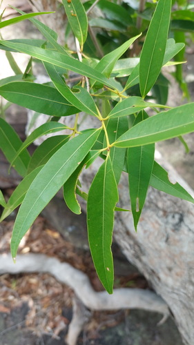 Allosyncarpia ternata, photograph 5