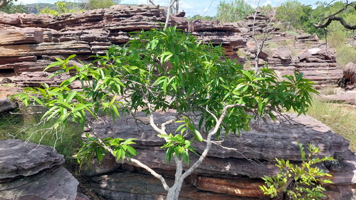 anbinik (Allosyncarpia ternata)