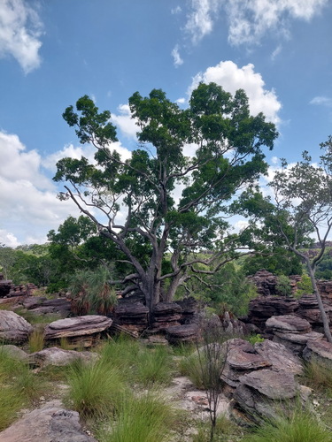 Allosyncarpia ternata, photograph 3