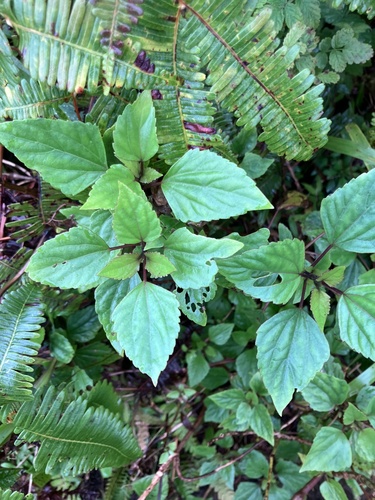 Ageratina adenophora observed 2026-03-02