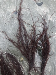 Gracilariopsis