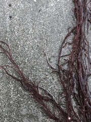 Gracilariopsis