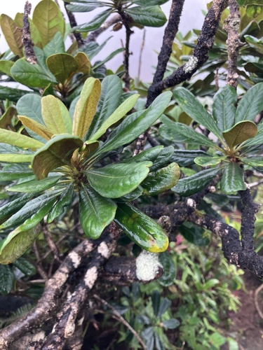 Pittosporum confertiflorum observed 2026-03-02