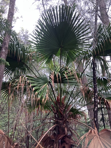 Livistona chinensis observed 2026-03-02