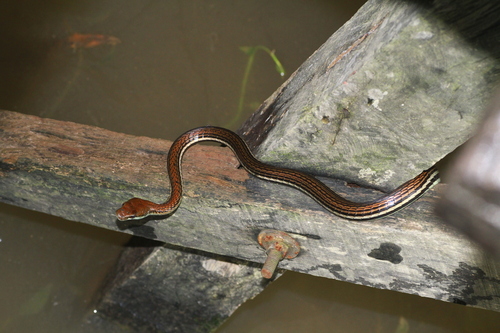 Dendrelaphis caudolineatus