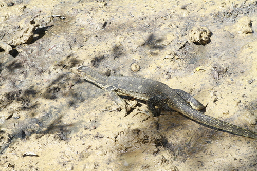 Varanus salvator