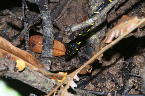 Boiga dendrophila