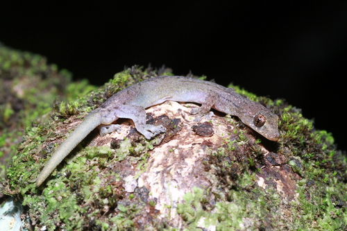 Hemiphyllodactylus typus